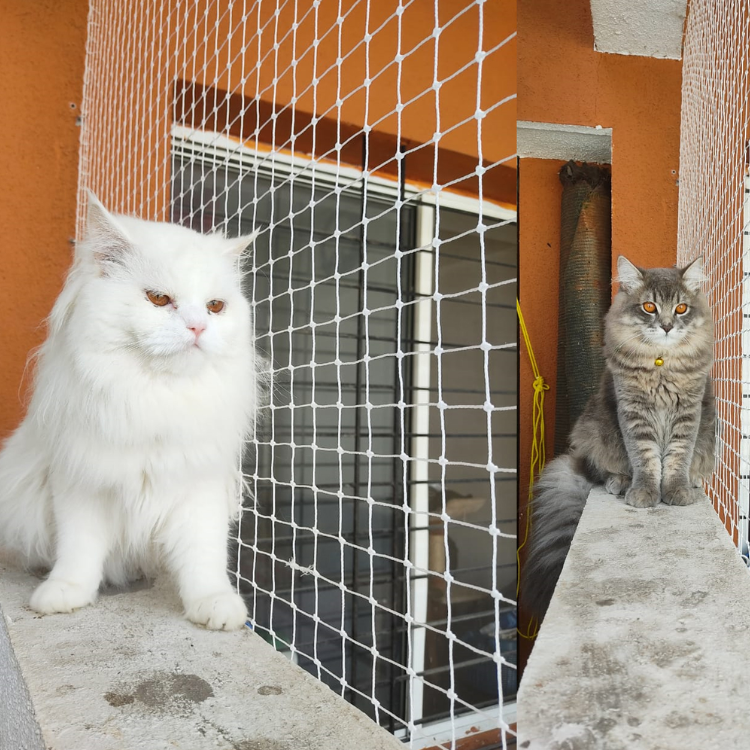 PET-SAFETY-NETS Hubli